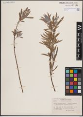 Foto von Salix exigua Nutt.